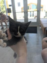 Shelter Stray Female Cat last seen Near Indiana Ave, East District, TX, 355 Hillshire Dr, Haslet, TX 76052, USA