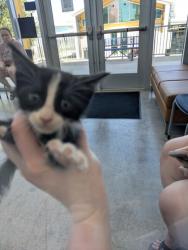 Shelter Stray Female Cat last seen Near Indiana Ave, East District, TX, 355 Hillshire Dr, Haslet, TX 76052, USA