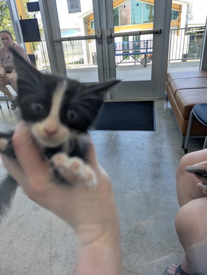 Shelter Stray Female Cat last seen Near Indiana Ave, East District, TX, 355 Hillshire Dr, Haslet, TX 76052, USA