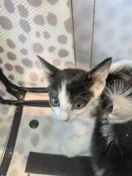 Shelter Stray Female Cat last seen Near Indiana Ave, East District, TX, 355 Hillshire Dr, Haslet, TX 76052, USA