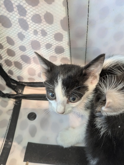 Shelter Stray Female Cat last seen Near Indiana Ave, East District, TX, 355 Hillshire Dr, Haslet, TX 76052, USA