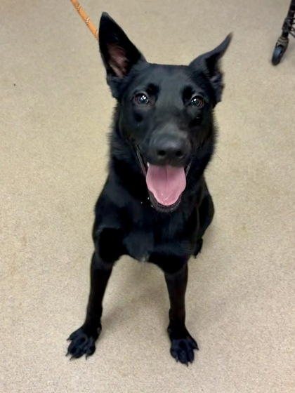 Shelter Stray Male Dog last seen Ball Park Dr, Tucker, GA 30084, 30084, GA, 3280 Chamblee Dunwoody Rd, Chamblee, GA 30341, USA