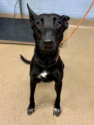 Shelter Stray Female Dog last seen Ball Park Dr, Tucker, GA 30084, 30084, GA, 3280 Chamblee Dunwoody Rd, Chamblee, GA 30341, USA