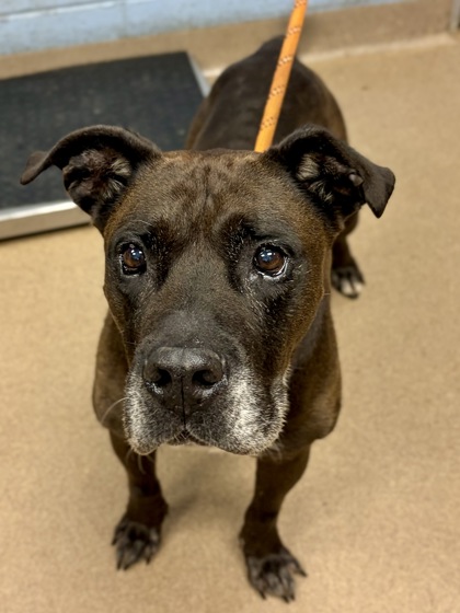 Shelter Stray Male Dog last seen Near Panthersville Road, Decatur, GA, 30034, 30034, GA, 3280 Chamblee Dunwoody Rd, Chamblee, GA 30341, USA