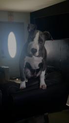 Lost Male Dog last seen Near sw lois ave, Arcadia, FL 34266