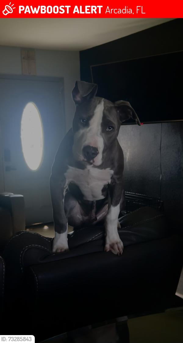 Lost Male Dog last seen Near sw lois ave, Arcadia, FL 34266