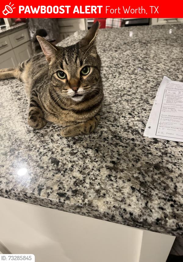 Lost Male Cat last seen Crowley rd and Ruthdale Dr, Fort Worth, TX 76134