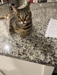 Lost Male Cat last seen Crowley rd and Ruthdale Dr, Fort Worth, TX 76134