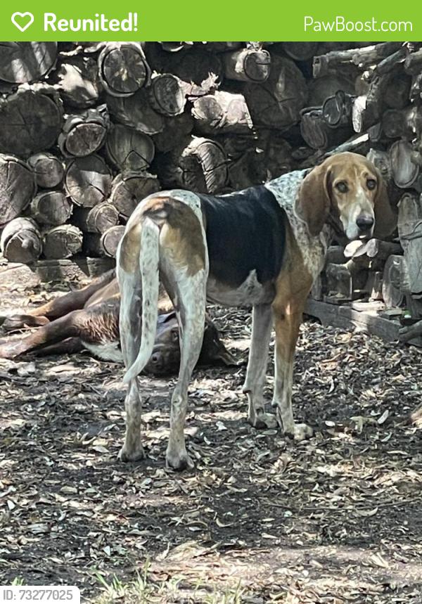 Reunited Male Dog last seen By Muddy Creek bridge, Allen, TX 75002