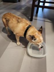 Found/Stray Male Dog last seen 111th Ave & Thomas, Avondale, AZ 85392