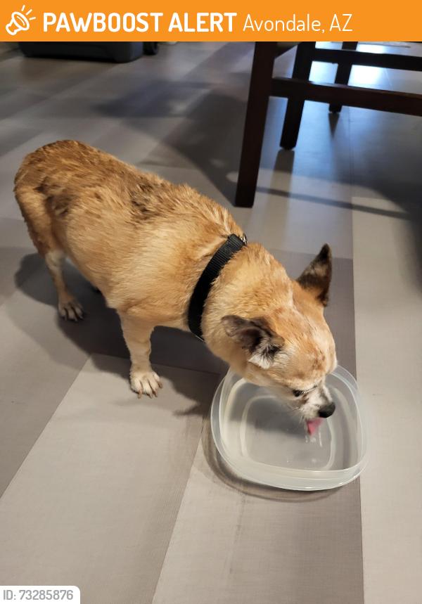 Found/Stray Male Dog last seen 111th Ave & Thomas, Avondale, AZ 85392