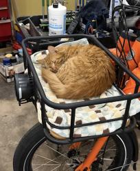 Lost Male Cat last seen Skate park, Lancaster, CA 93534