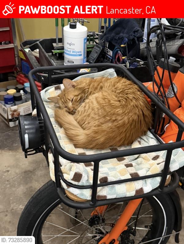 Lost Male Cat last seen Skate park, Lancaster, CA 93534