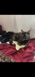 Lost Female Cat last seen Borden, Escondido, CA 92026