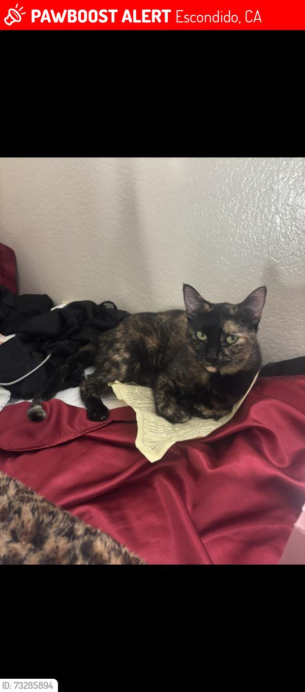 Lost Female Cat last seen Borden, Escondido, CA 92026