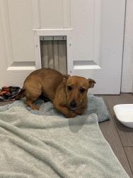 Found/Stray Female Dog last seen Train station, Claymont, DE 19703
