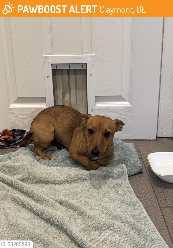 Found/Stray Female Dog last seen Train station, Claymont, DE 19703