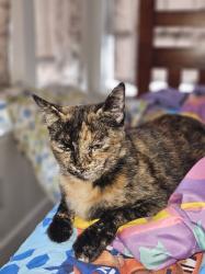 Reunited Female Cat last seen W. Spain and Hatchery Lane, Sonoma, CA 95476