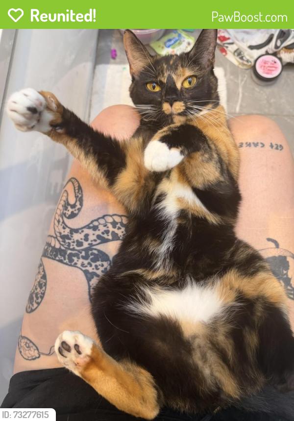 Reunited Female Cat last seen Halfords, Southend-on-Sea, England SS0 9PE