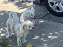 Reunited Unknown Dog last seen 88th and Monroe St, Thornton, CO 80229