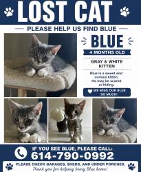 Lost Male Cat last seen Edencreek ln and alum creek, Columbus, OH 43207