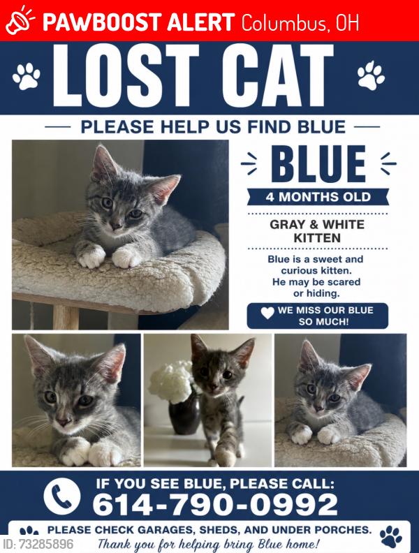 Lost Male Cat last seen Edencreek ln and alum creek, Columbus, OH 43207