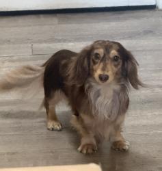 Reunited Male Dog last seen City terrace elementary, East Los Angeles, CA 90063