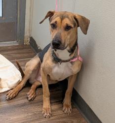 Shelter Stray Male Dog last seen Crawford Street, San Diego, CA, 92120, 5500 Gaines St, San Diego, CA 92110, USA