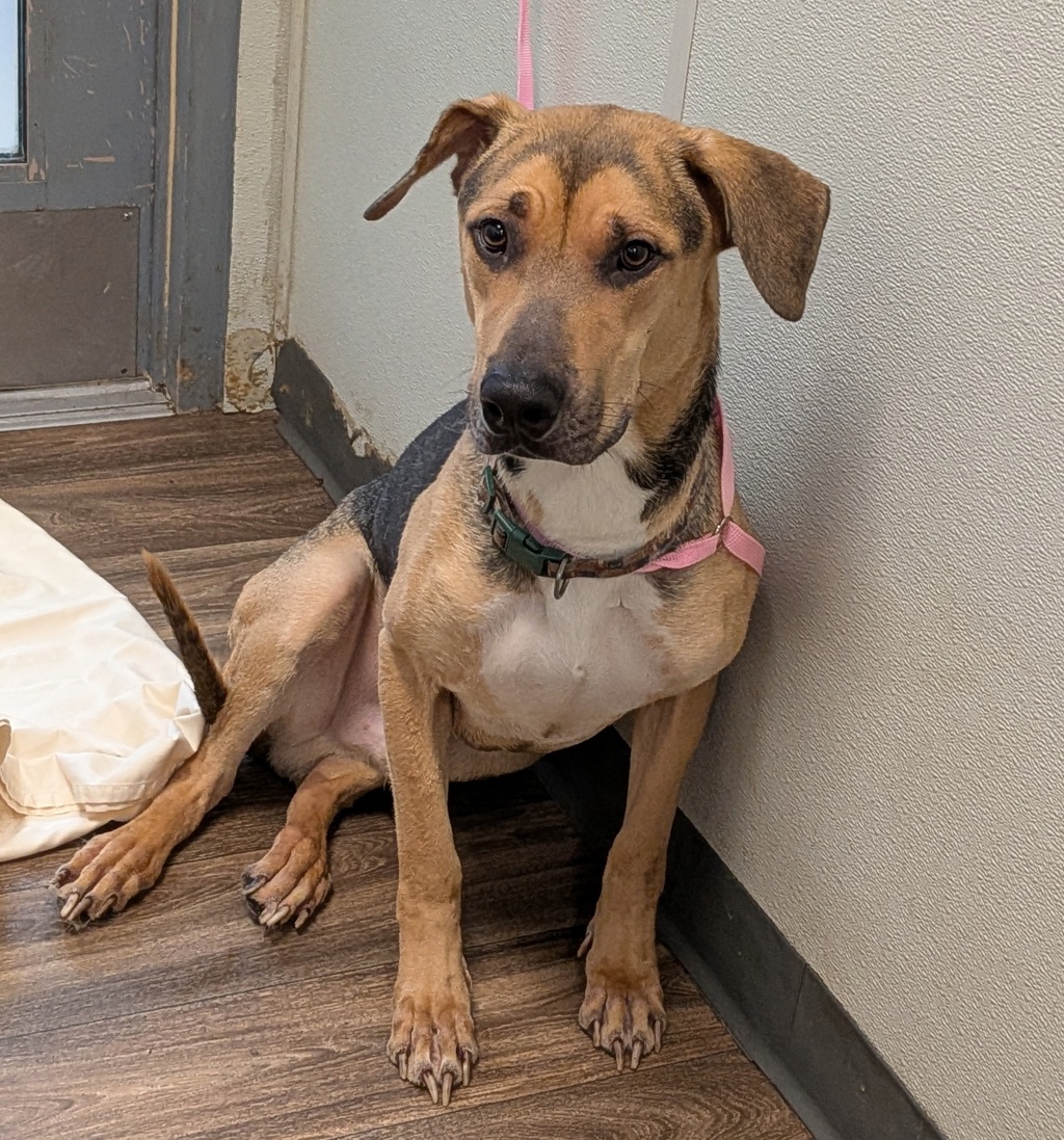 Shelter Stray Male Dog last seen Crawford Street, San Diego, CA, 92120, 5500 Gaines St, San Diego, CA 92110, USA