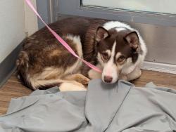 Shelter Stray Male Dog last seen Crawford Street, San Diego, CA, 92120, 5500 Gaines St, San Diego, CA 92110, USA