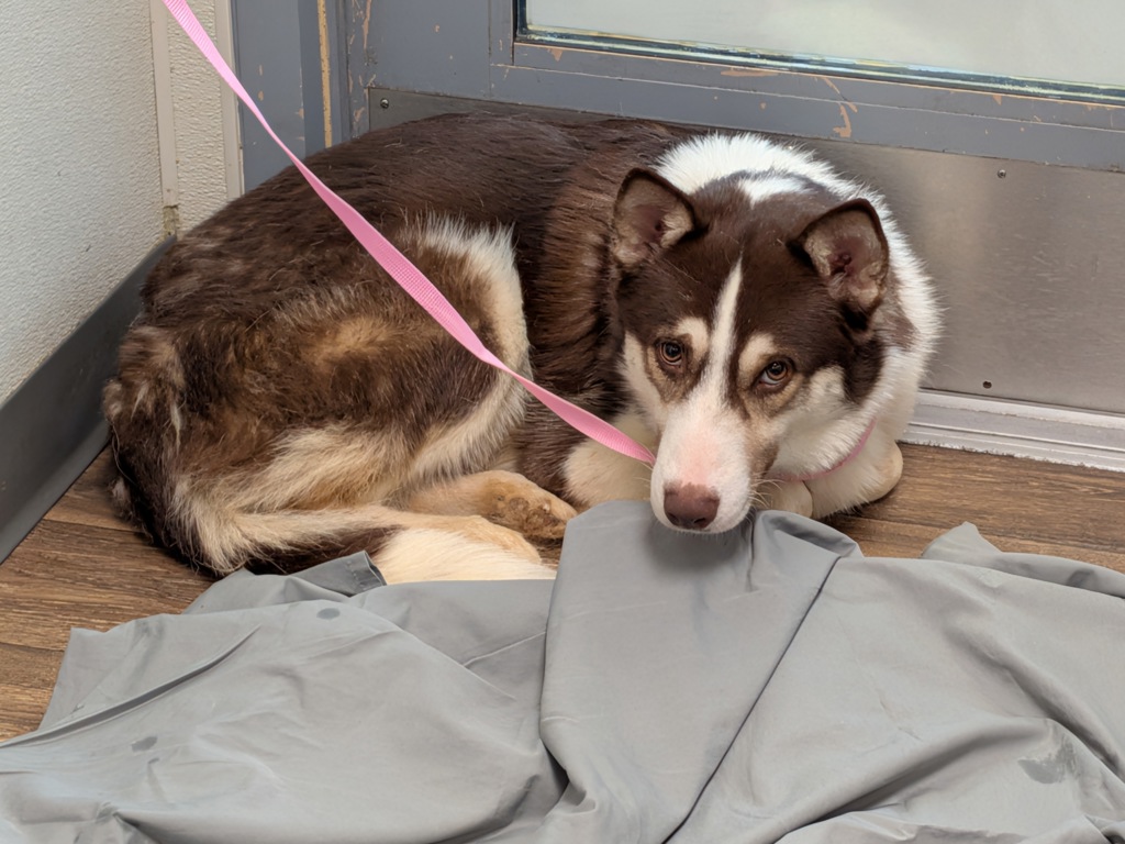 Shelter Stray Male Dog last seen Crawford Street, San Diego, CA, 92120, 5500 Gaines St, San Diego, CA 92110, USA