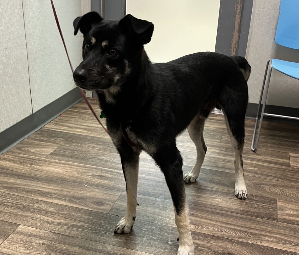 Shelter Stray Male Dog last seen Smythe Avenue, San Diego, CA, 92173, 5500 Gaines St, San Diego, CA 92110, USA