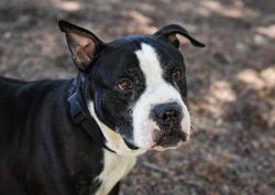 Shelter Stray Male Dog last seen Near E Vista Way, Vista, CA, 92084, Escondido, CA 92027, USA