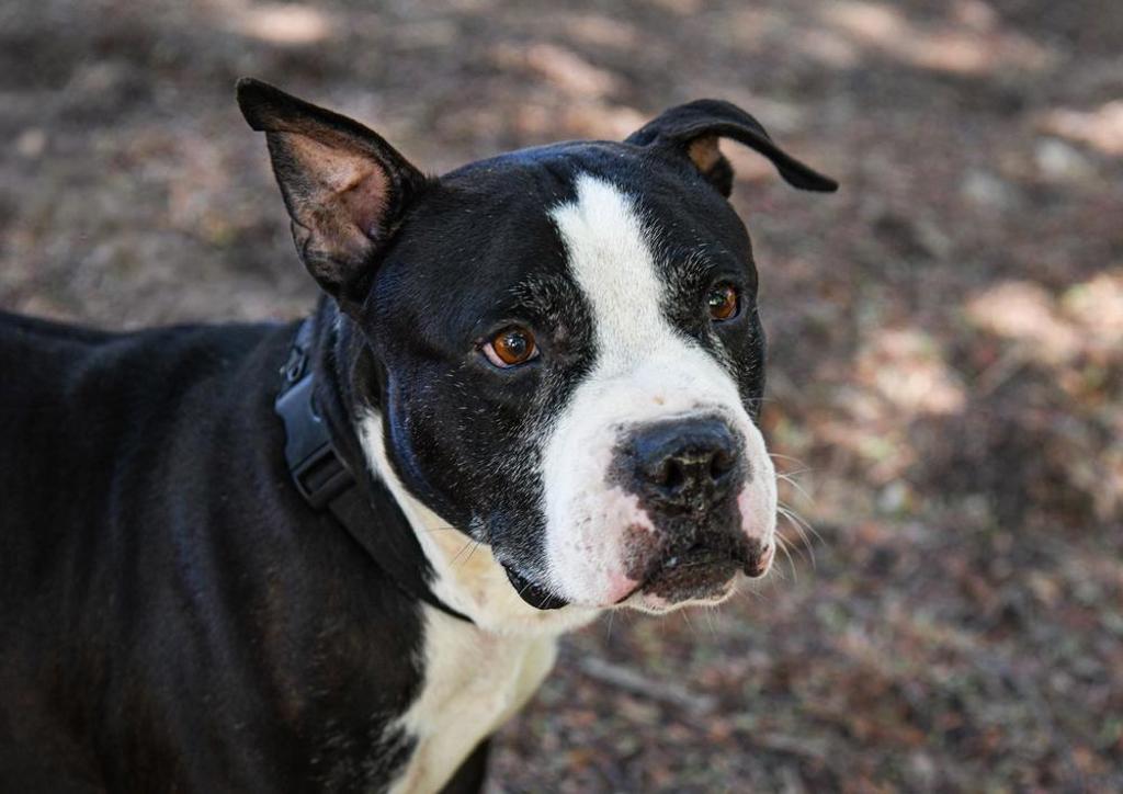 Shelter Stray Male Dog last seen Near E Vista Way, Vista, CA, 92084, Escondido, CA 92027, USA