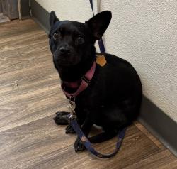 Shelter Stray Female Dog last seen Mission Bay Parking Lot, San Diego, CA, 5500 Gaines St, San Diego, CA 92110, USA