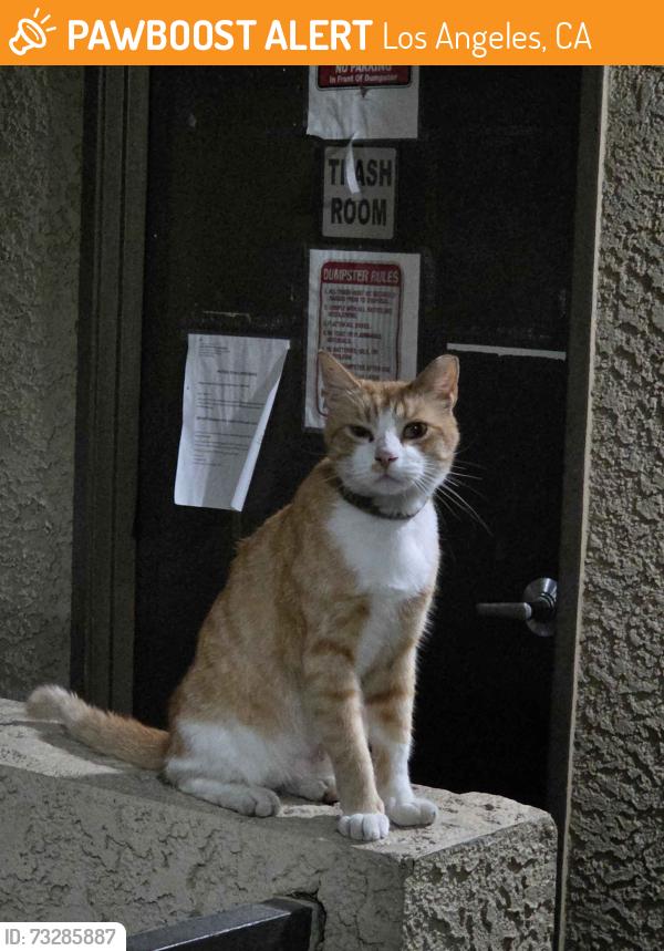Found/Stray Female Cat last seen Wilmington Waterfront Park, Los Angeles, CA 90744