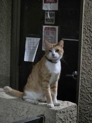 Found/Stray Female Cat last seen Wilmington Waterfront Park, Los Angeles, CA 90744