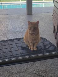 Reunited Male Cat last seen Near Eastbridge dr, Oviedo, FL 32765