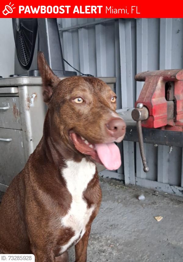 Lost Female Dog last seen Near nw 48th st Miami, Miami, FL 33142