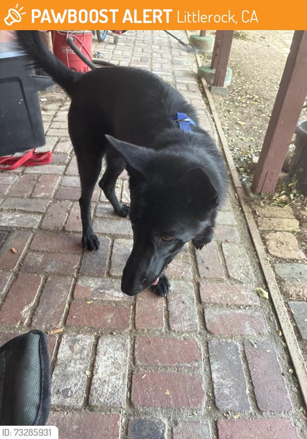 Found/Stray Female Dog last seen S8 and 92nd in Littlerock ca, Littlerock, CA 93543