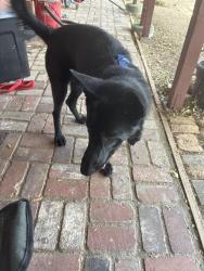 Found/Stray Female Dog last seen S8 and 92nd in Littlerock ca, Littlerock, CA 93543