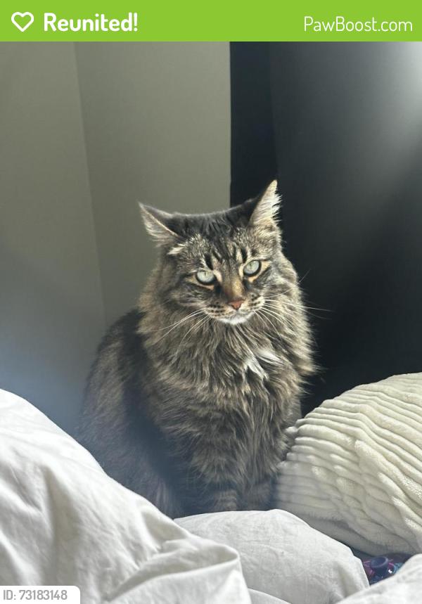 Reunited Female Cat last seen Near Welshimer Cresent, Langdon, AB T0J 1X2