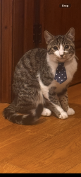 Lost Male Cat last seen ub8 3ll, Greater London, England UB8 3LL