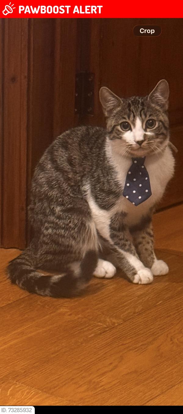 Lost Male Cat last seen ub8 3ll, Greater London, England UB8 3LL