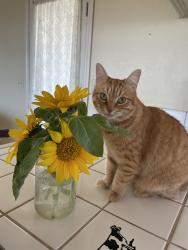 Reunited Female Cat last seen Heritage Alliance, Fort Worth, TX 76244