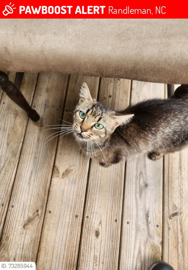 Lost Female Cat last seen E river dr., Randleman, NC 27317