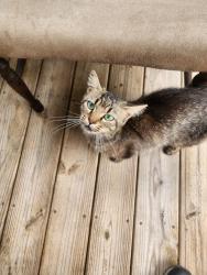 Lost Female Cat last seen E river dr., Randleman, NC 27317