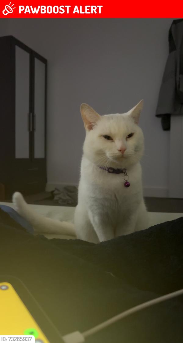 Lost Male Cat last seen new basford, New Basford, England NG7 6GU