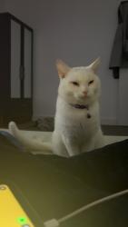 Lost Male Cat last seen new basford, New Basford, England NG7 6GU