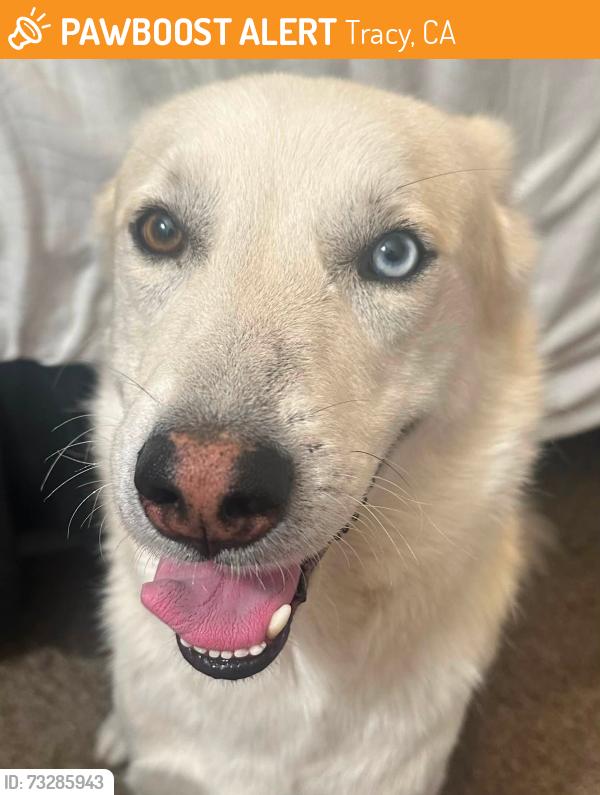 Found/Stray Male Dog last seen tracy and 11th, Tracy, CA 95376